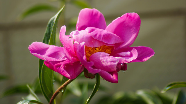 粉红色的芍药花