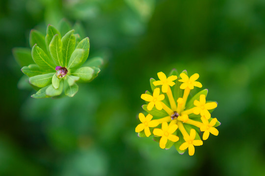 龙船花