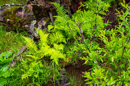 野草