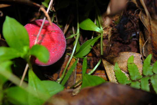 大红菌野生红菇云南野生菌