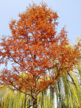 红松树