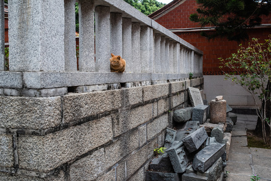 寺院里的猫