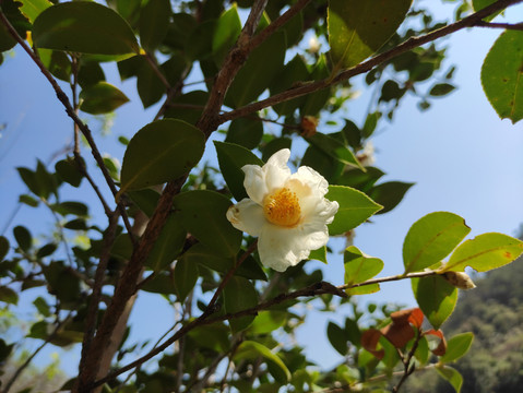 油茶花