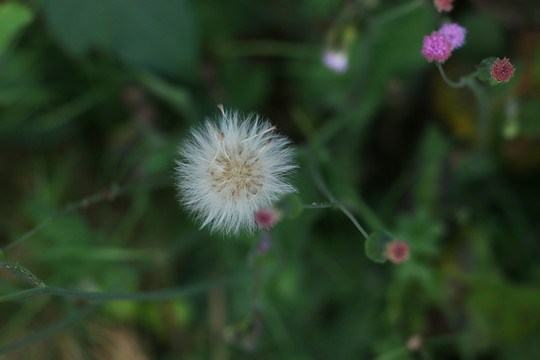 紫背草的花和瘦果