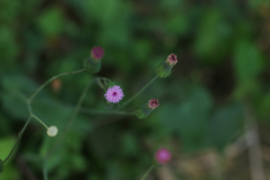 紫背草的花