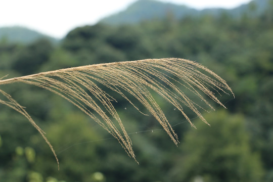 五节芒的种子