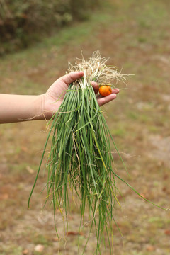 秋天采挖的野蒜