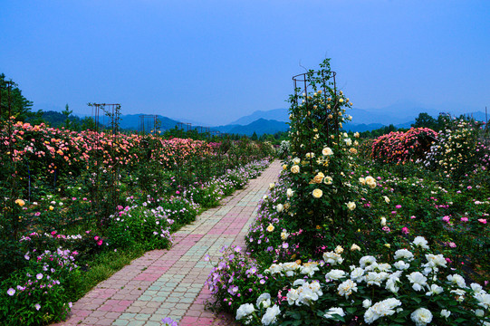 玫瑰花月季花