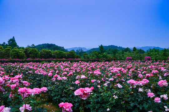 玫瑰花月季花