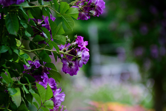 玫瑰花月季花