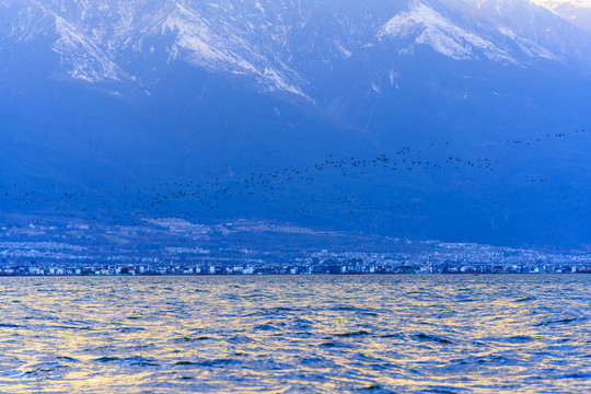 云南大理苍山积雪洱海海鸥