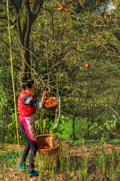 乡村田野摘柿子的妇女