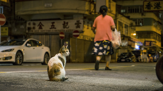 夜色下的小猫