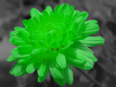 綠色的花