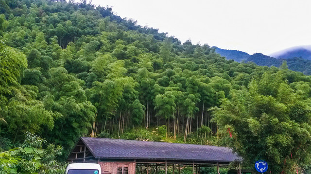 天目山竹海