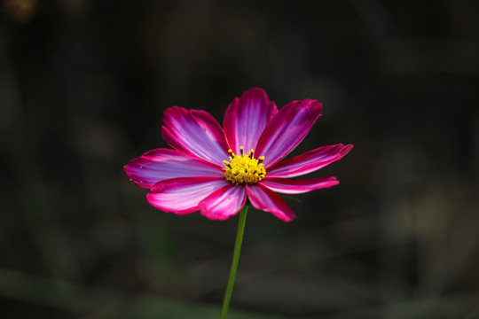 清雅波斯菊