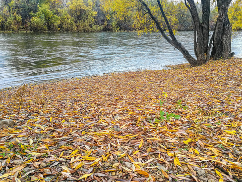 河流河边树木落叶