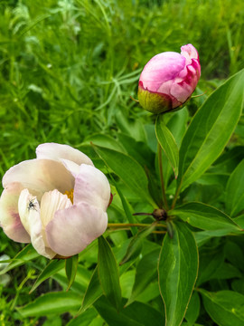 野生芍药花