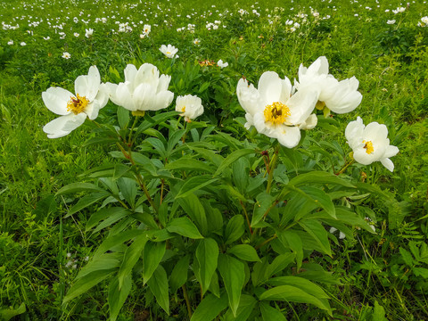 野生白芍