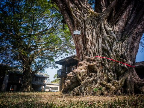 沧桑老树