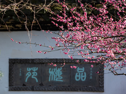 杭州灵峰探梅