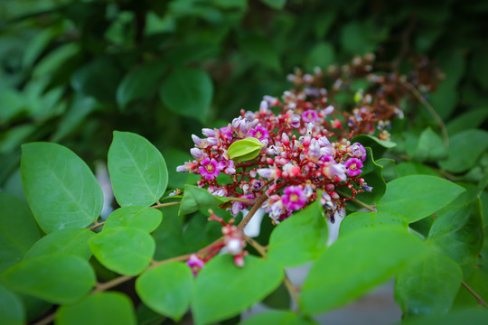 杨桃杨桃花