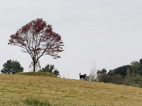 一棵树一只狗