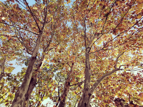 秋天的法国梧桐树林