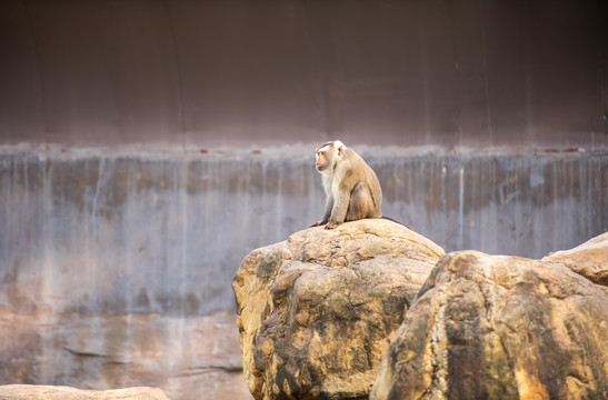 蹲在石头上的猴子