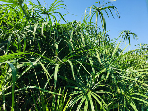 绿色植物背景