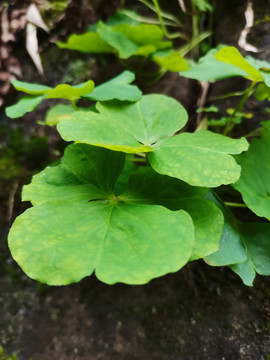 绿色植物