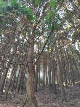 庐山丛林背景