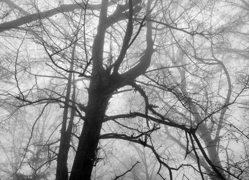 雾中树干树枝