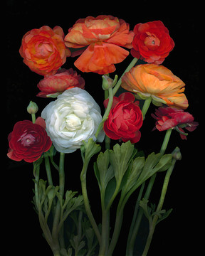 雛菊