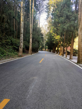 森林公路