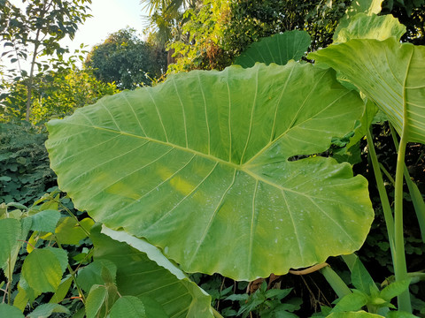 芋叶叶脉纹路纹理