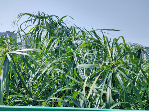 绿色植物背景