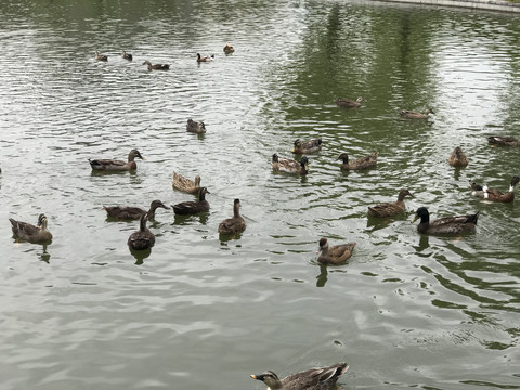 湖面游水的野生鸭子