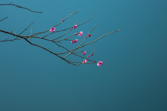 杭州西溪湿地曲水寻梅