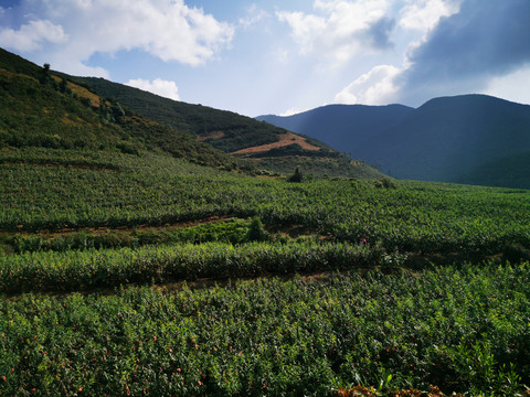 桃子种植基地