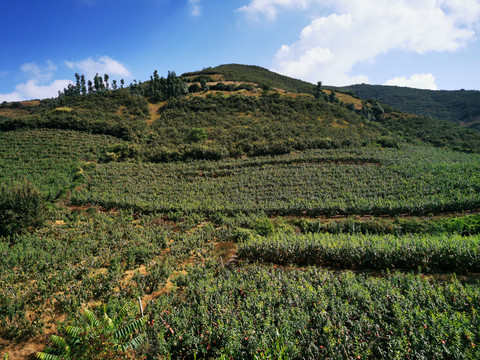 桃子种植基地