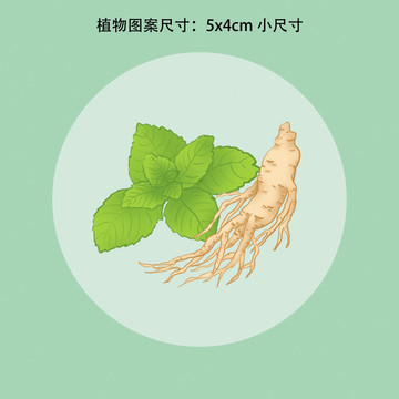 薄荷人參插畫