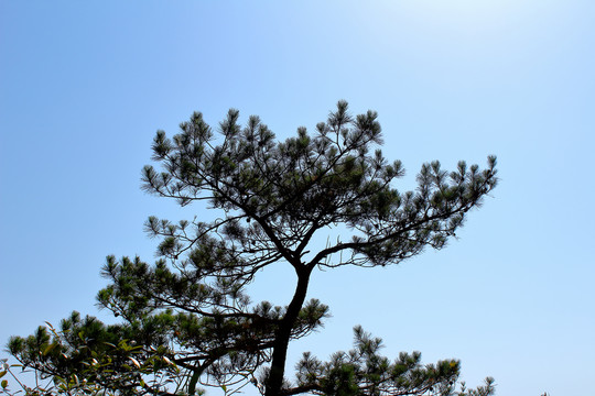 高山松技