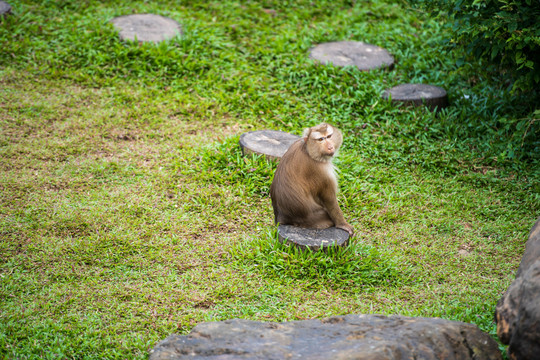 蹲着的猴子