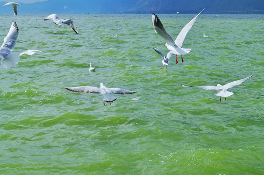 昆明滇池海埂公园