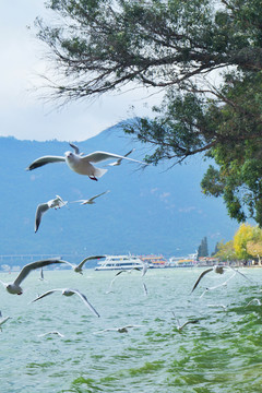 昆明滇池海埂公园