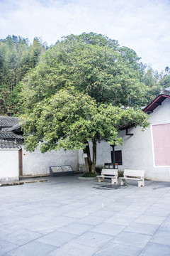 金桂树