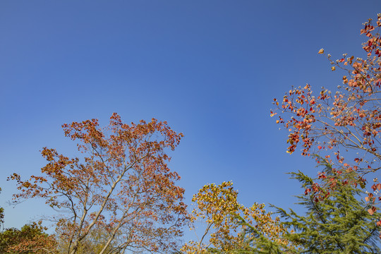 秋季蓝天红叶枯树枝