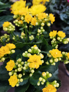黄色长寿花