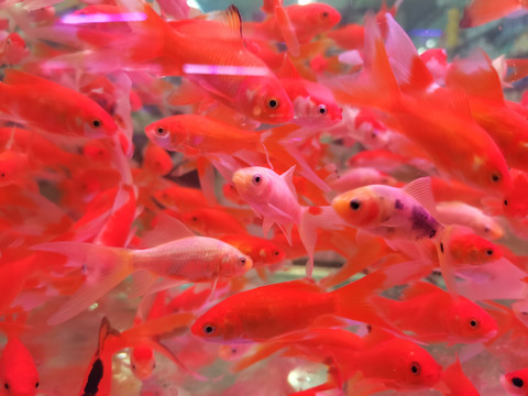 红色小金鱼鱼群